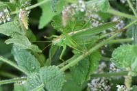 Tettigonia viridissima
