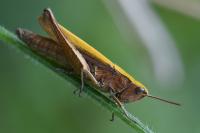 Chorthippus dorsatus