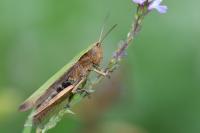 Chorthippus dorsatus