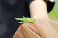 Tettigonia viridissima