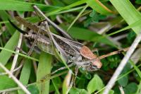 Platycleis albopunctata