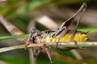 Pholidoptera griseoaptera