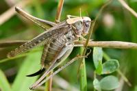 Platycleis albopunctata