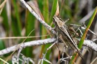 Platycleis albopunctata