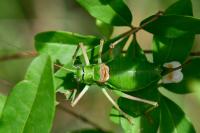 Ephippiger diurnus
