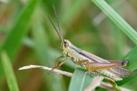 Mecostethus parapleurus
