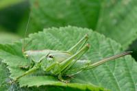 Tettigonia viridissima