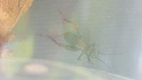 Nemobius sylvestris