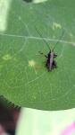 Pholidoptera griseoaptera