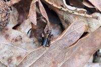 Nemobius sylvestris