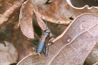Nemobius sylvestris