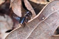 Nemobius sylvestris