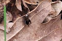 Nemobius sylvestris