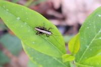 Pholidoptera griseoaptera