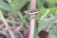 Pholidoptera griseoaptera