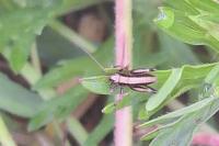 Pholidoptera griseoaptera