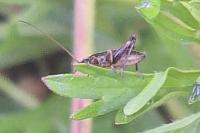 Pholidoptera griseoaptera