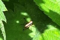 Pholidoptera griseoaptera