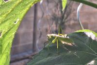 Tettigonia viridissima