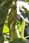 Tettigonia viridissima