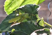 Tettigonia viridissima