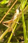 Pseudochorthippus parallelus