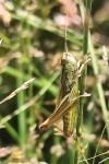 Pseudochorthippus parallelus