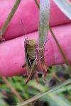 Chorthippus albomarginatus