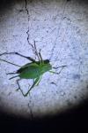 Leptophyes punctatissima