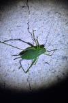Leptophyes punctatissima