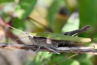 Chorthippus dorsatus