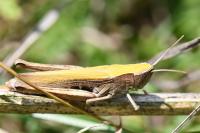 Chorthippus dorsatus