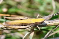 Chorthippus dorsatus