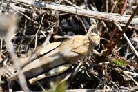 Oedipoda caerulescens