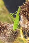 Phaneroptera falcata
