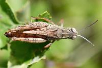 Calliptamus italicus