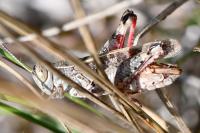 Calliptamus italicus