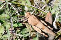 Oedipoda caerulescens