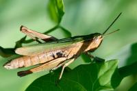 Chorthippus dorsatus