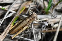 Gomphocerippus rufus