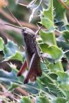 Chorthippus dorsatus