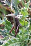 Chorthippus dorsatus
