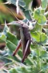 Chorthippus dorsatus