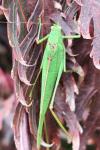 Phaneroptera