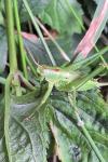 Tettigonia viridissima