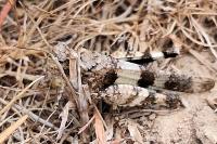 Oedipoda caerulescens