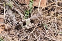 Oedipoda caerulescens