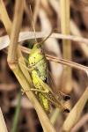 Pseudochorthippus parallelus
