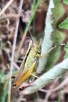 Mecostethus parapleurus