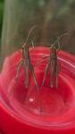 Pseudochorthippus parallelus